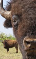 bison selfie