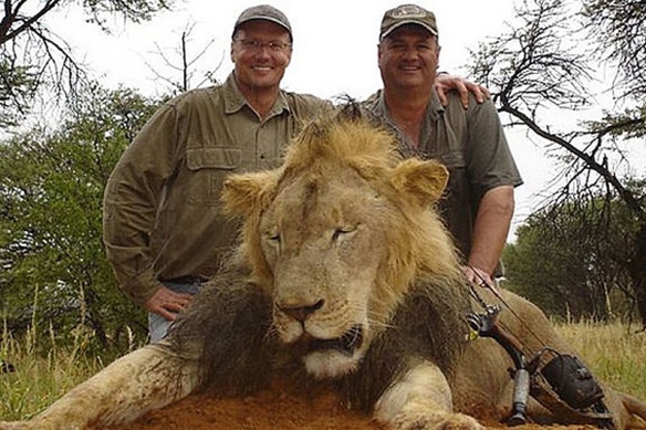 Walter J. Palmer (left) with Cecil the Lion. (man at right is unidentified)